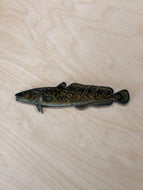 Burbot  Fridge Magnet 1 1/2 x5”